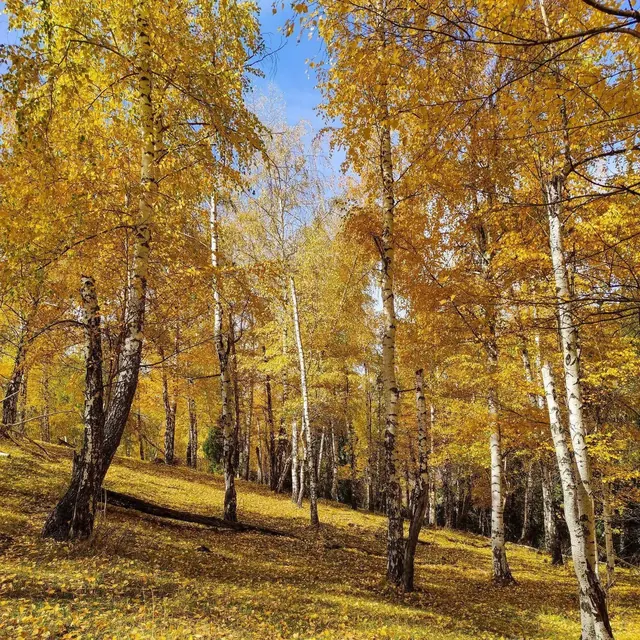 Birch Grove, Chuy